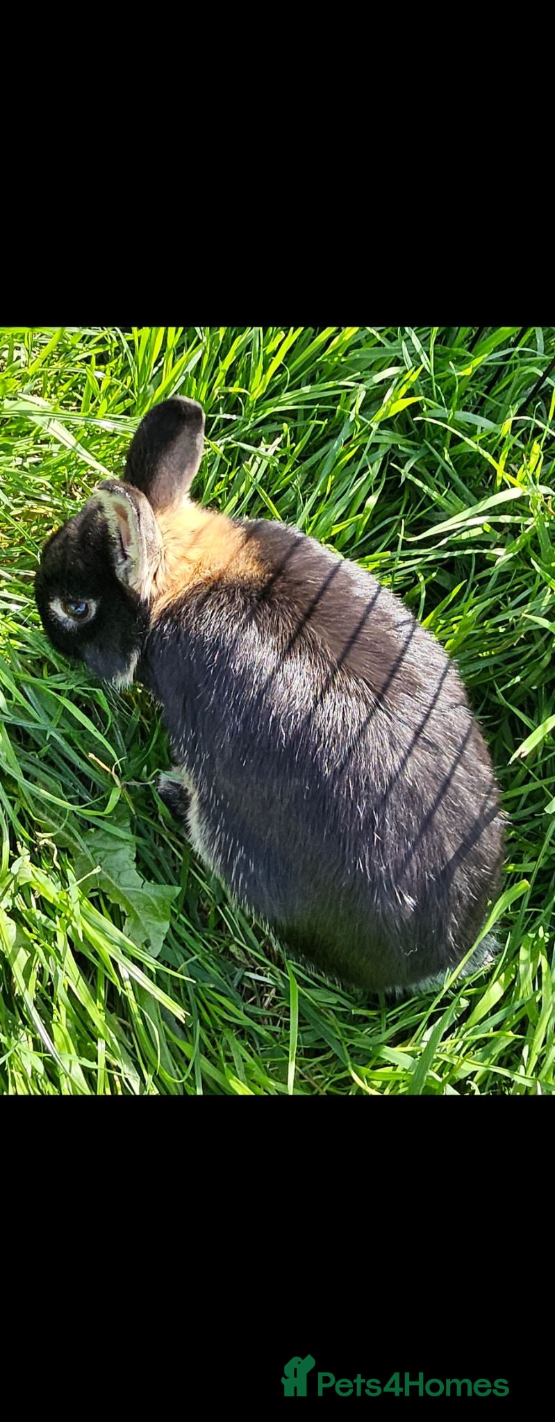 Netherland Dwarf rabbits Netherland dwarf  - Advert 2