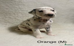 Dalmatian dogs for sale: Stunning KC dalmation puppies for sale! - Image 9