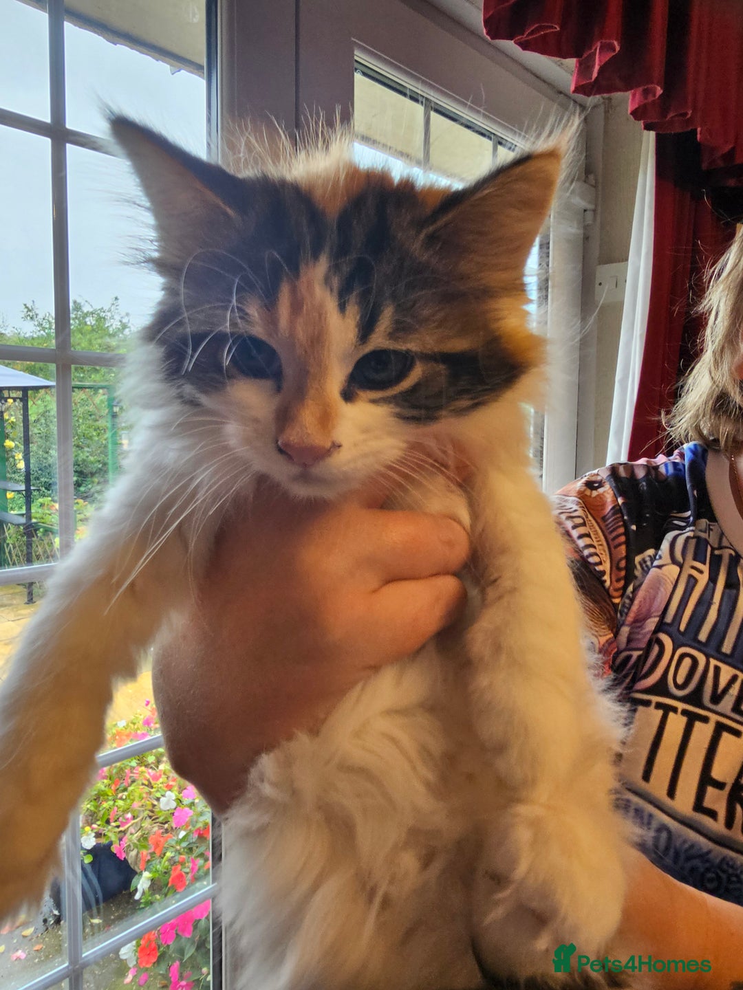 Maine Coon cats for sale: Four gorgeous girls  - Image 4
