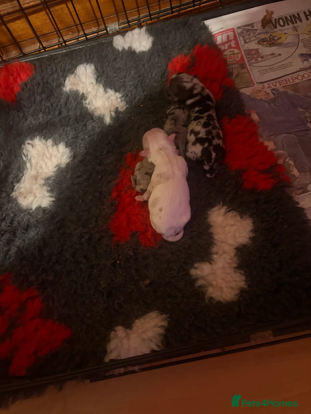 Chihuahua dogs for sale:  Beautiful Rare  Long coated chihuahua puppies  - Advert 6