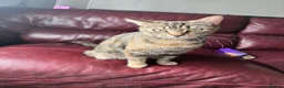 Domestic Shorthair cats for sale: 🐾 Adorable Kittens Ready for Loving Homes - Advert 1