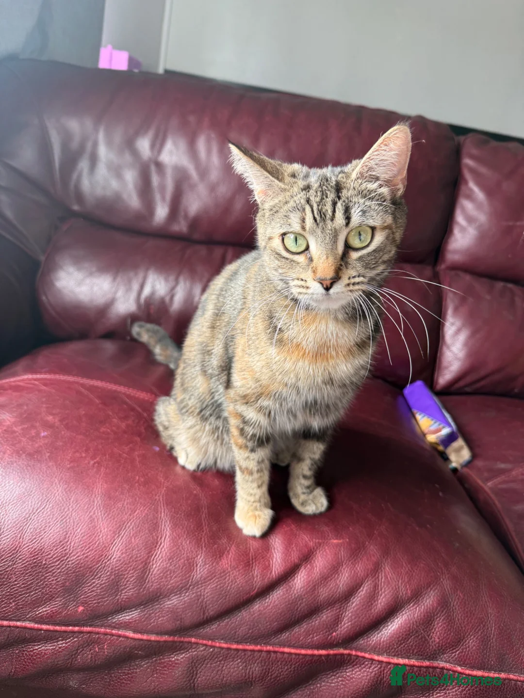 Domestic Shorthair cats for sale: 🐾 Adorable Kittens Ready for Loving Homes - Advert 1