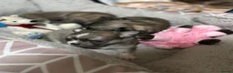 Chihuahua dogs for sale: Beautiful long-haired chihuahuas  - Advert 6