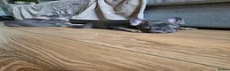 French Bulldog dogs for sale: Last two females ready this weekend, KC Registered - Advert 12