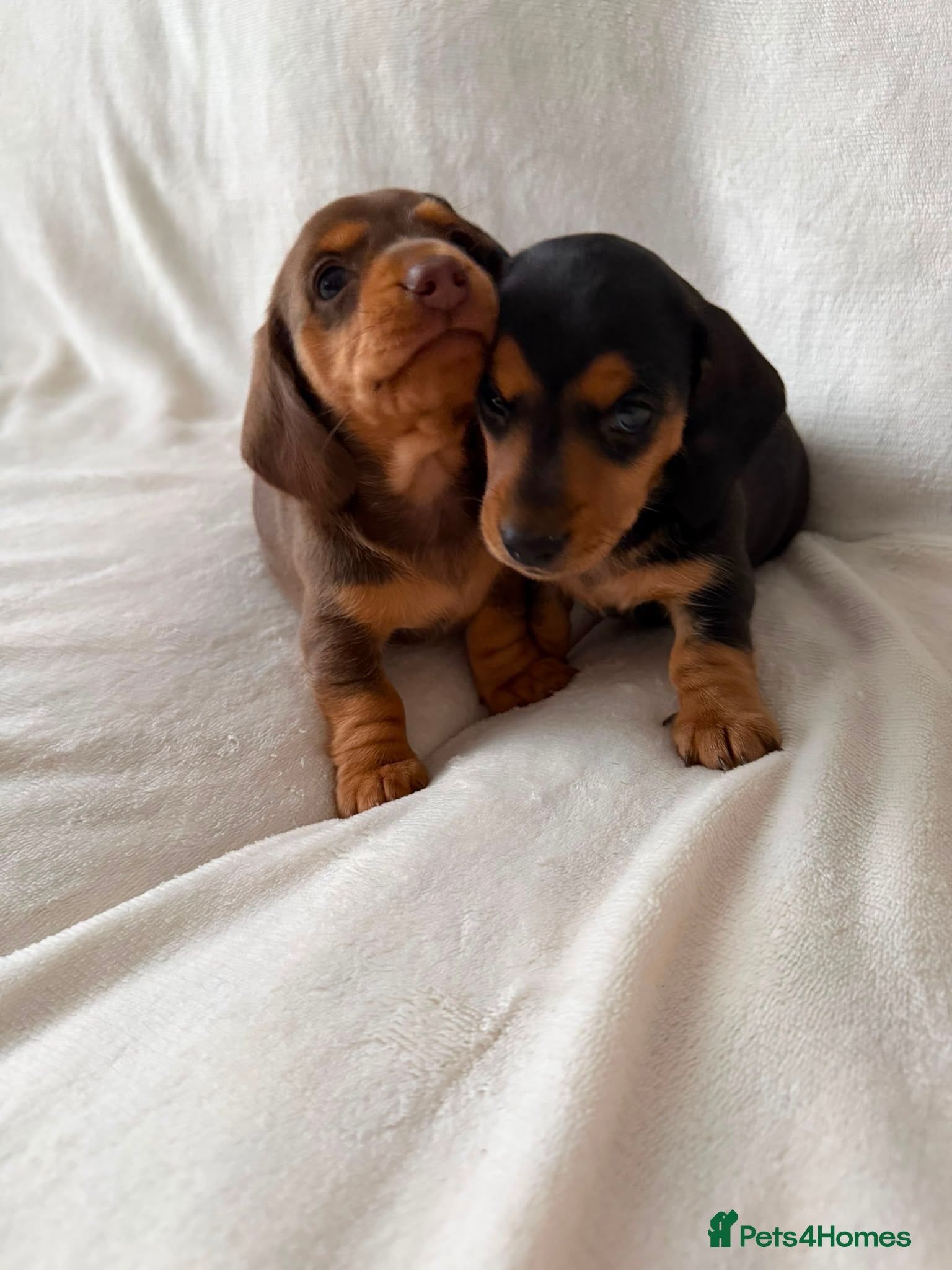 Miniature Dachshund dogs KC registered female puppies - Advert 3