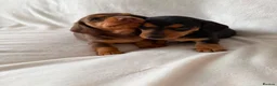 Miniature Dachshund dogs for sale: KC registered female puppies - Advert 4