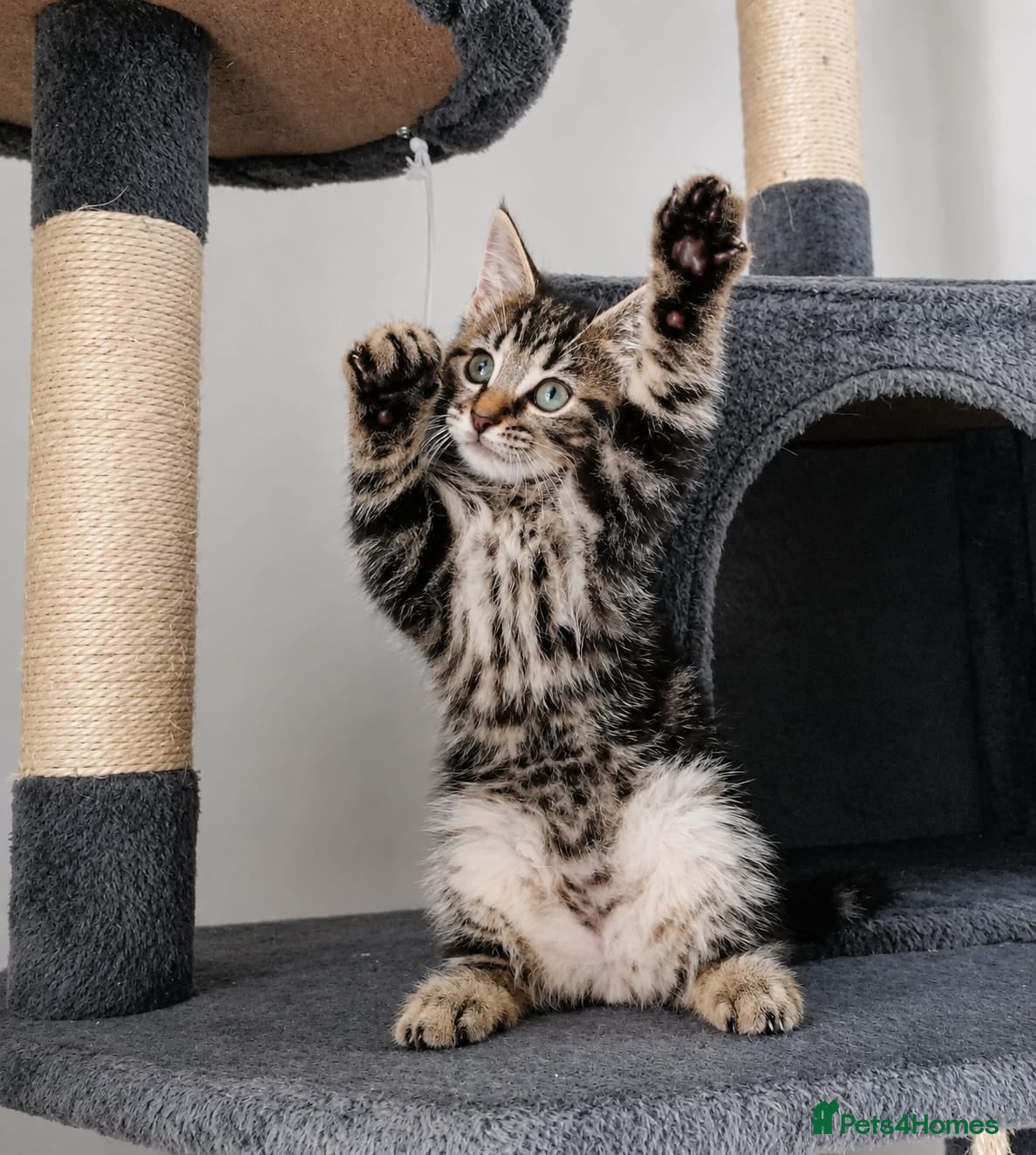 Mixed Breed cats Maine Coon Type Tabby Kitten 🐱💕 - Advert 3