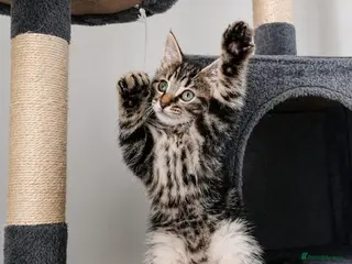 Mixed Breed cats Maine Coon Type Tabby Kitten 🐱💕 - Advert 3