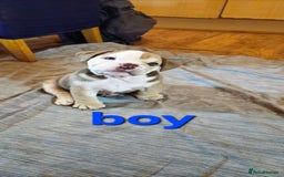 Mixed Breed dogs for sale: Beautiful Litter of 4 Puppies 🐶  - Image 7