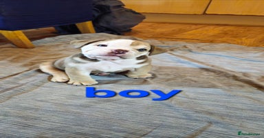 Mixed Breed dogs - Advert 5