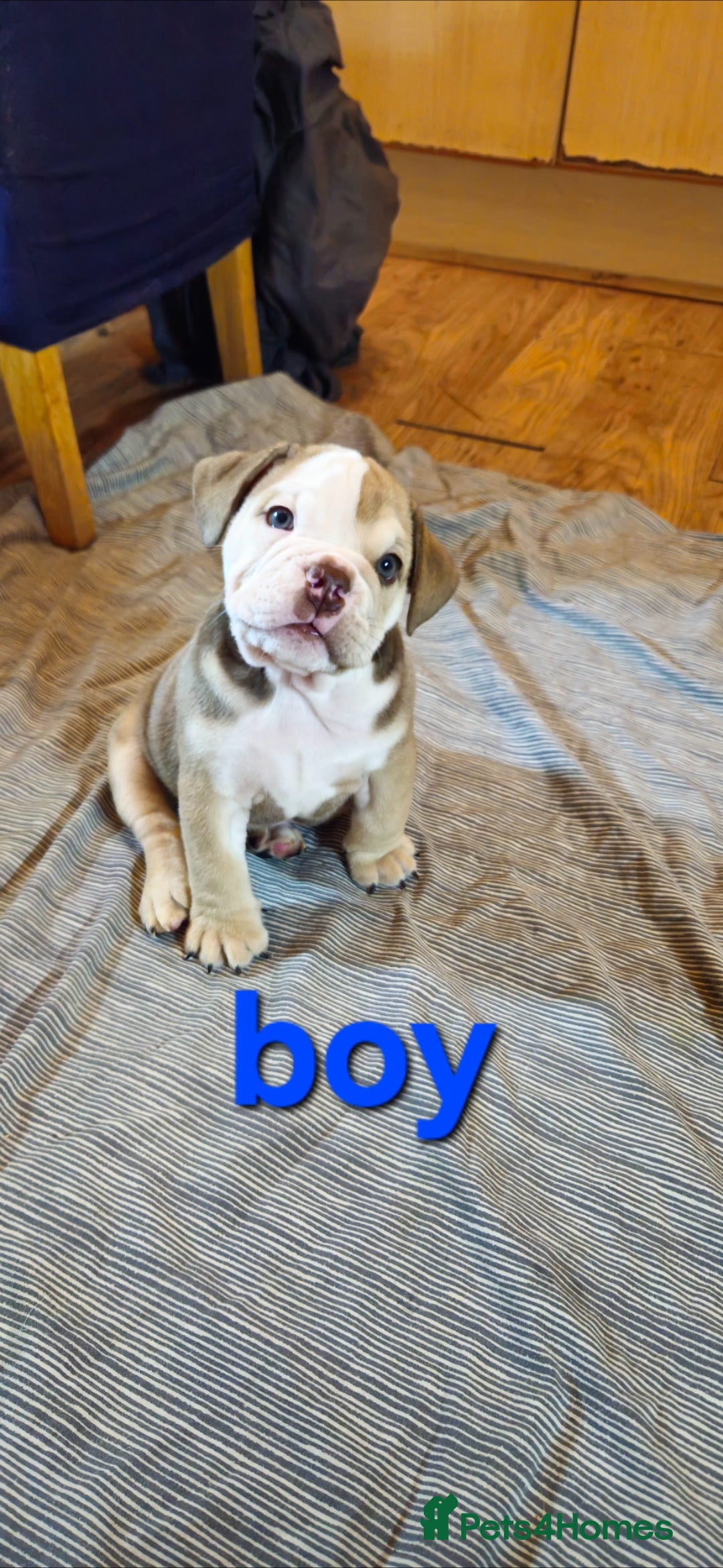 Mixed Breed dogs for sale: Beautiful Litter of 4 Puppies 🐶  - Image 7