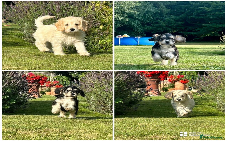 Cockapoo dogs - Advert 7