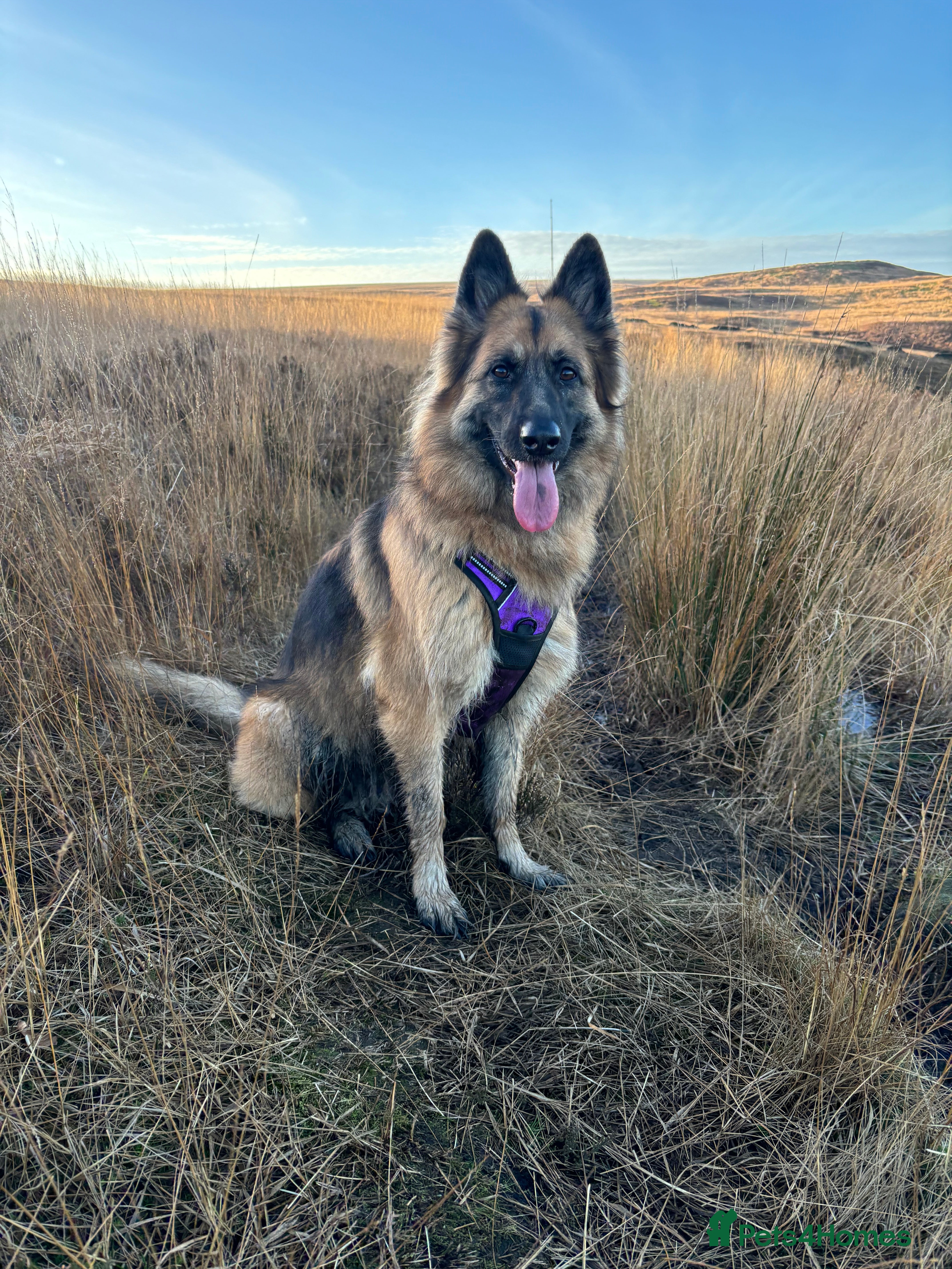 German Shepherd dogs Bella - German Shepherd looking for a forever home - Advert 2