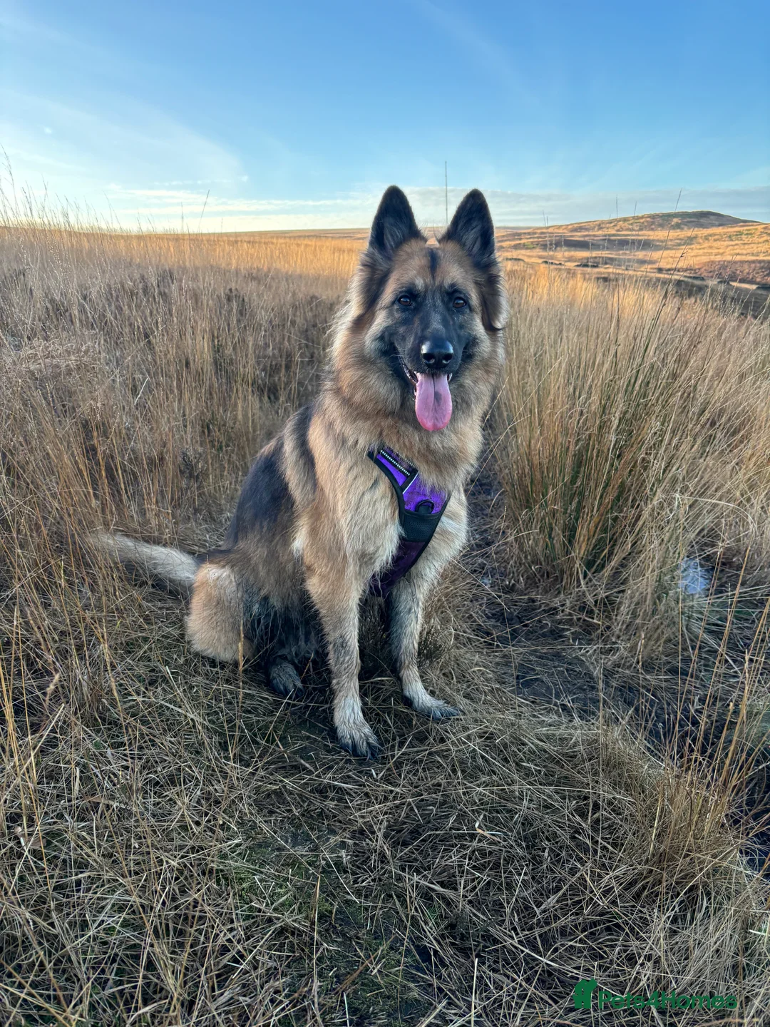 German Shepherd dogs for sale: Bella - German Shepherd looking for a forever home - Advert 1