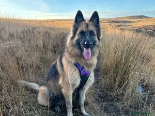 German Shepherd dogs Bella - German Shepherd looking for a forever home - Advert 2