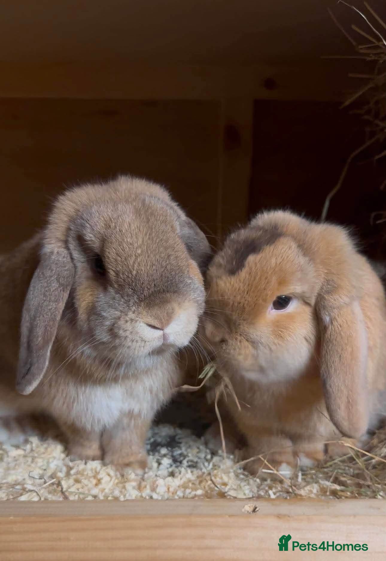 Mini Lop rabbits 2 Lovely Mini Lops  - Advert 1