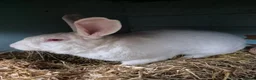 New Zealand rabbits for sale: New Zealand Buck - Advert 6