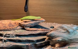 Bearded Dragon reptiles for sale: 12 Month male bearded dragon  - Image 2