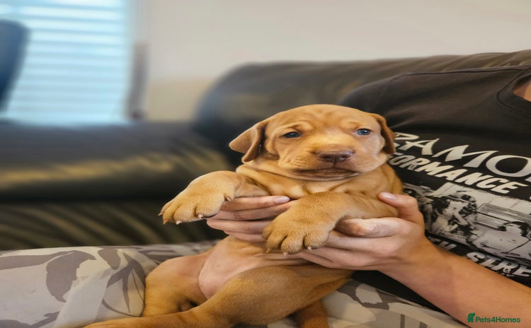 Hungarian Vizsla dogs - Advert 1