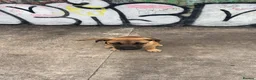 Mixed Breed dogs for sale: Athena Mali x cane corso  - Advert 7