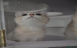 British Shorthair cats for sale: Golden Shaded Kittens WCF & TICA Registered - Image 32