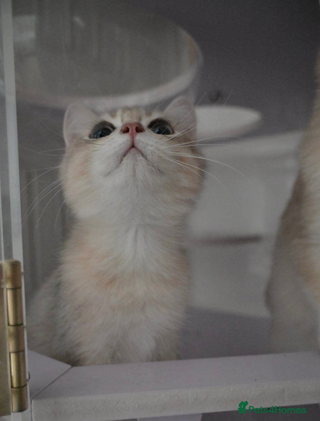 British Shorthair cats for sale: Golden Shaded Kittens WCF & TICA Registered - Image 32