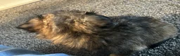 Chihuahua dogs for sale: Long hair stunning chihuahuas pedigree  in Worcester - Advert 9