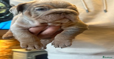 English Bulldog dogs - Advert 8
