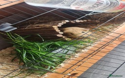 Guinea Pig rodents for sale: Two Guinea pigs with large double hutch and run - Image 2