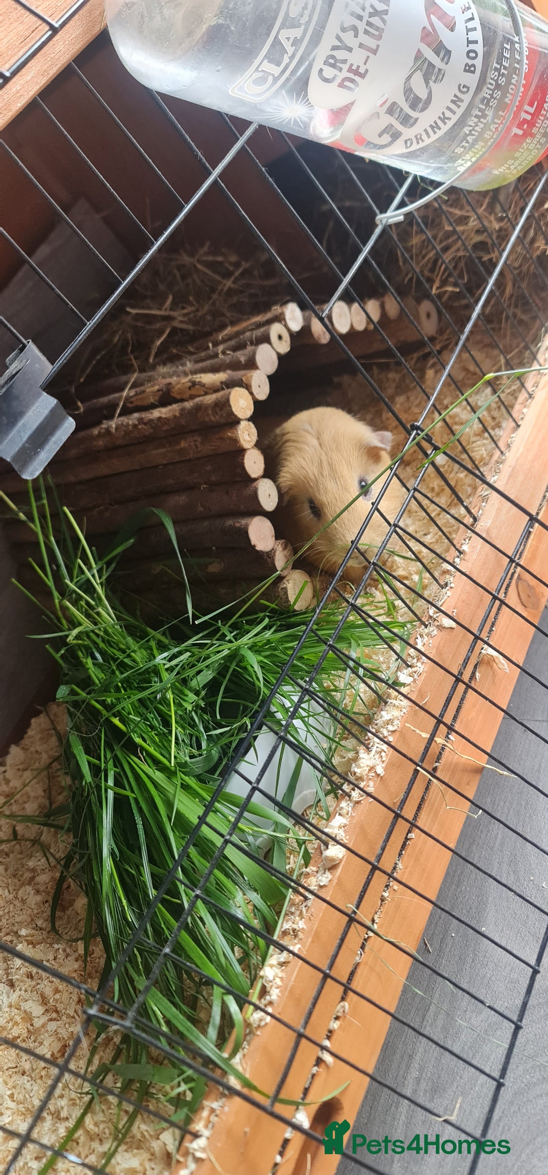 Guinea Pig rodents for sale: Two Guinea pigs with large double hutch and run - Image 2