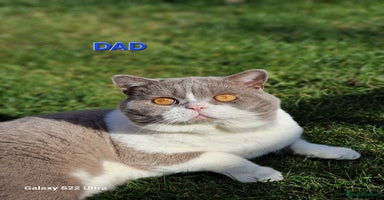 British Shorthair cats - Advert 14