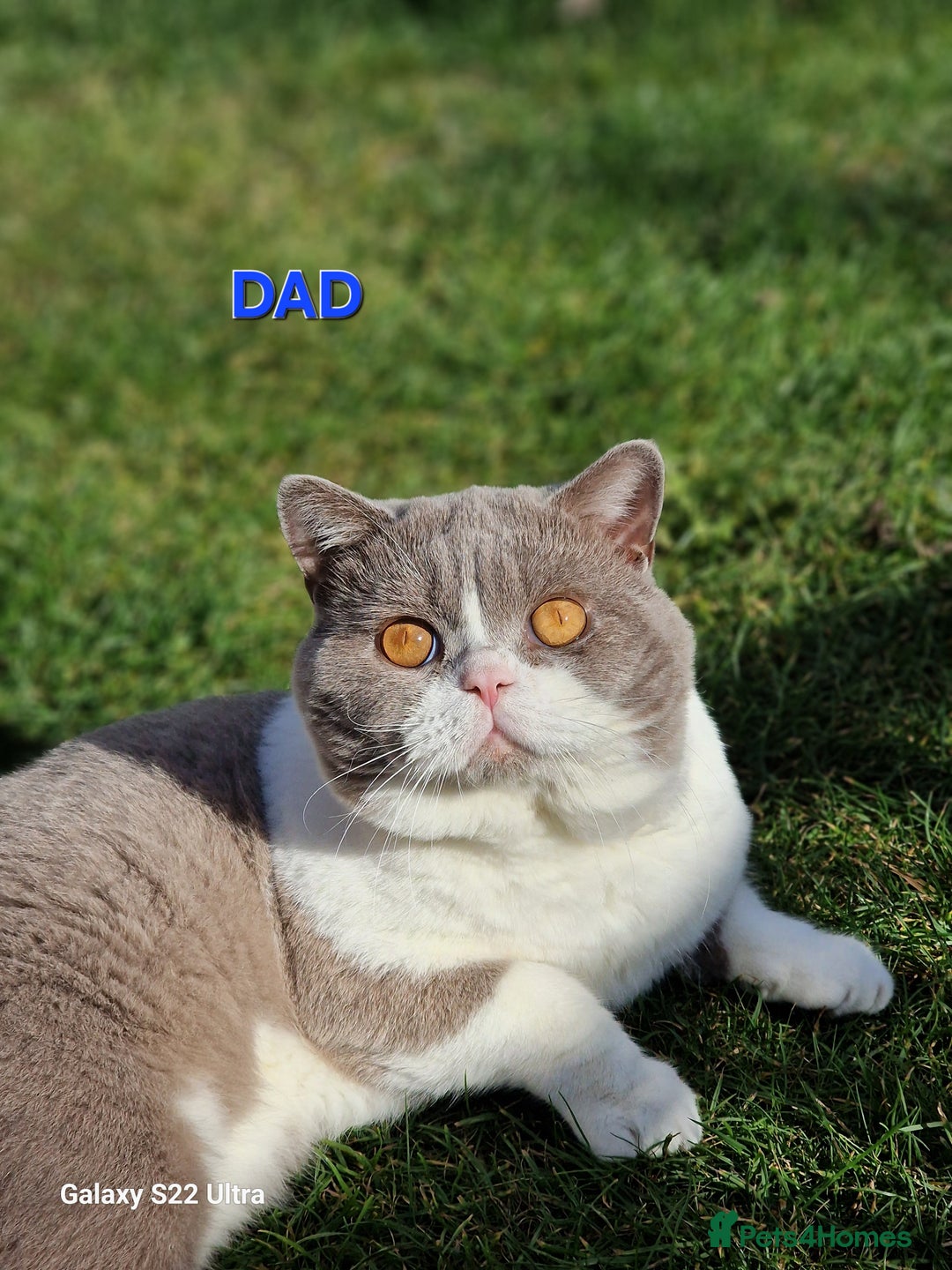 British Shorthair cats for sale: British short hair+Ragdoll  - Image 7