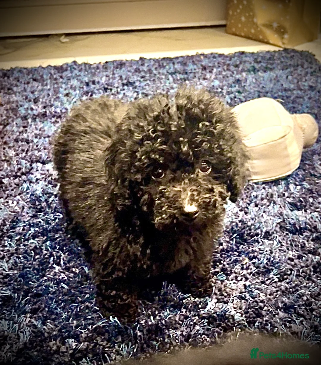 Miniature Poodle dogs for sale: Miniature Poodles!!! with 400 Health Tests!!! - Advert 35