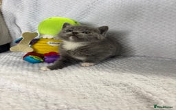 British Shorthair cats for sale: Beautiful British shorthair x kittens - Image 4