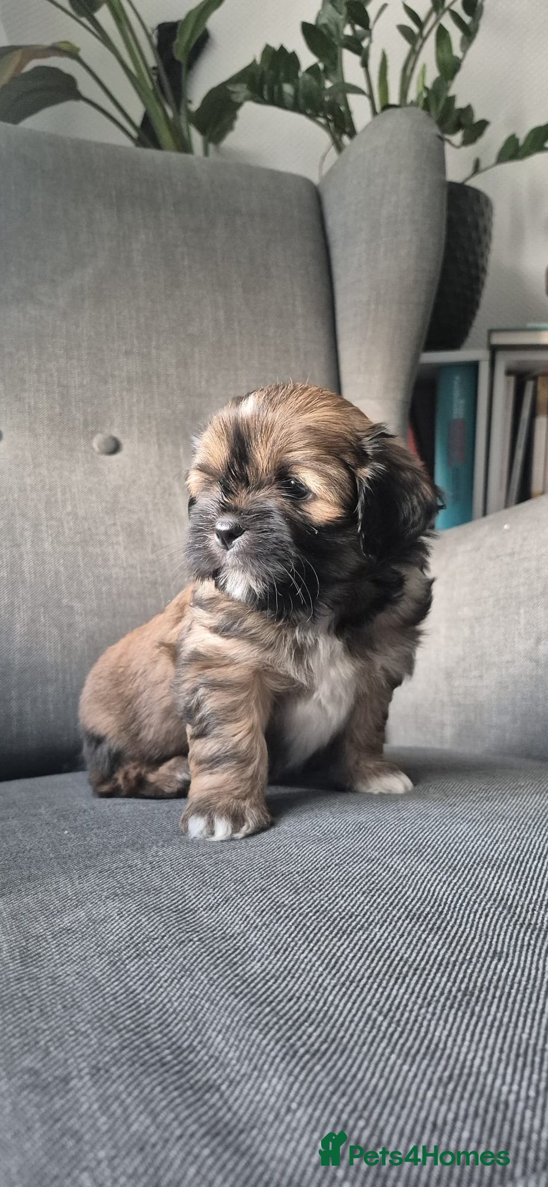 Lhasa Apso dogs for sale: Lhasa Apso  - Image 2
