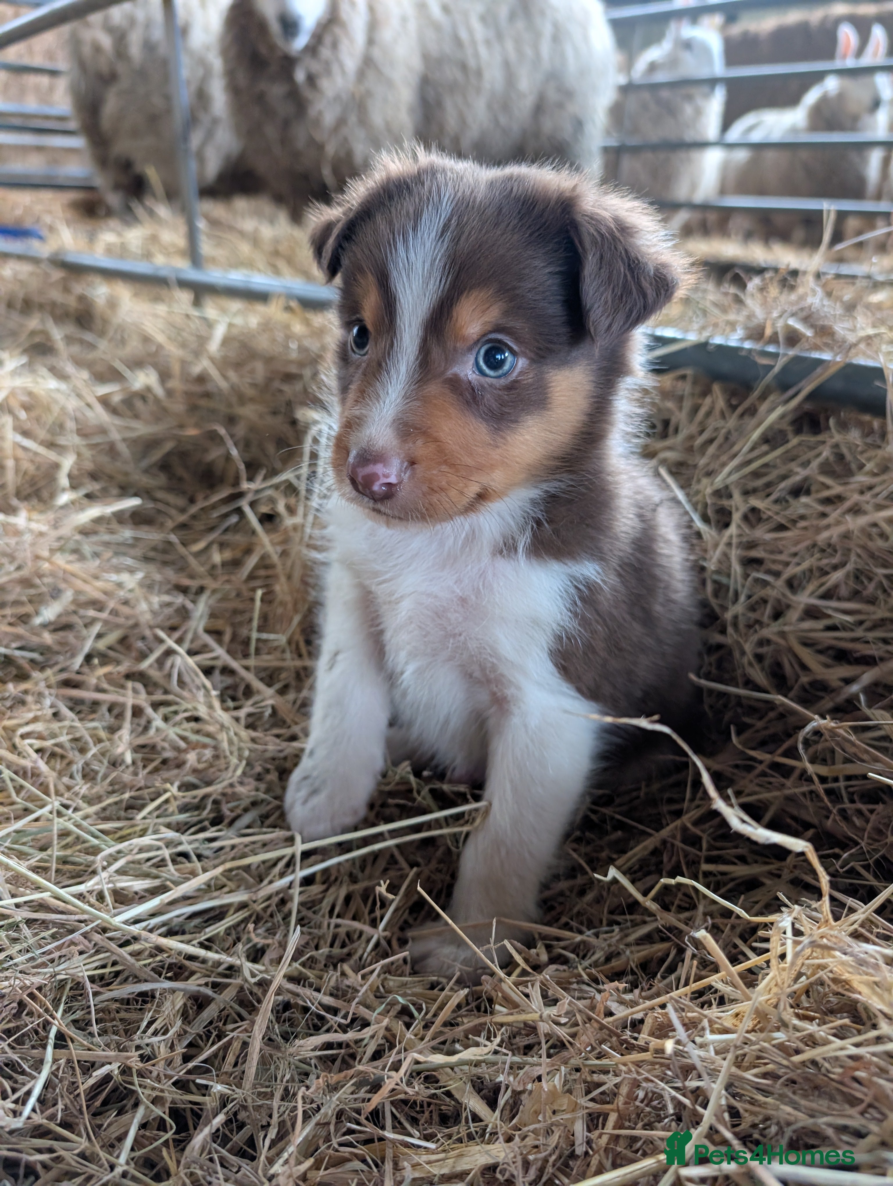 Border Collie dogs Border Collie Puppies  - Advert 2