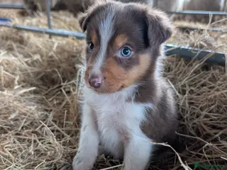 Border Collie dogs Border Collie Puppies - Advert 2