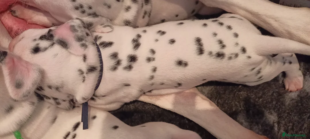 Dalmatian dogs for sale: Beautiful dalmatian puppies - Advert 28