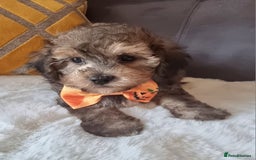 Shihpoo dogs for sale: Adorable little Shihpoo's, sold fully vaccinated - Image 4