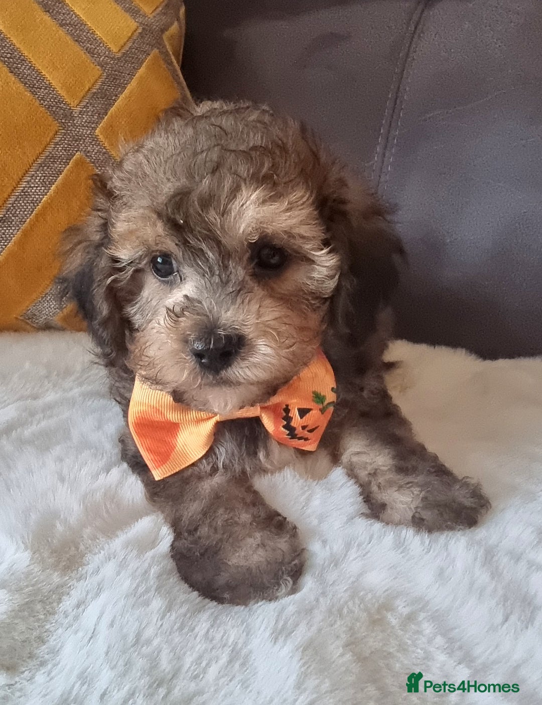 Shihpoo dogs for sale: Adorable little Shihpoo's, sold fully vaccinated - Image 4
