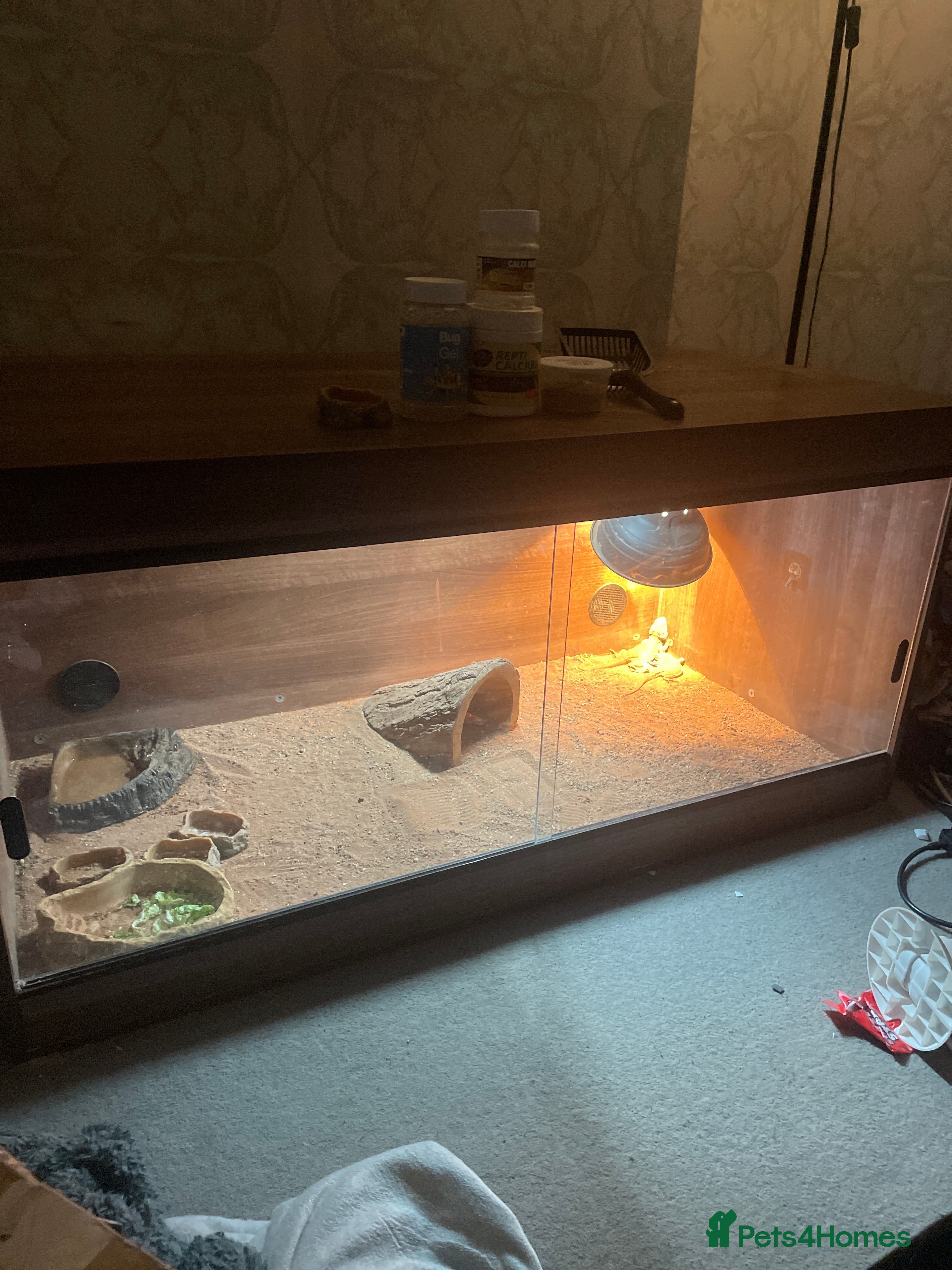 Bearded Dragon reptiles  2 Ranking dragons  - Advert 1