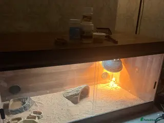 Bearded Dragon reptiles 2 Ranking dragons - Advert 1