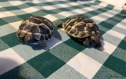 Tortoise reptiles for sale: Baby Tortoises Herman & Marginates - Image 15