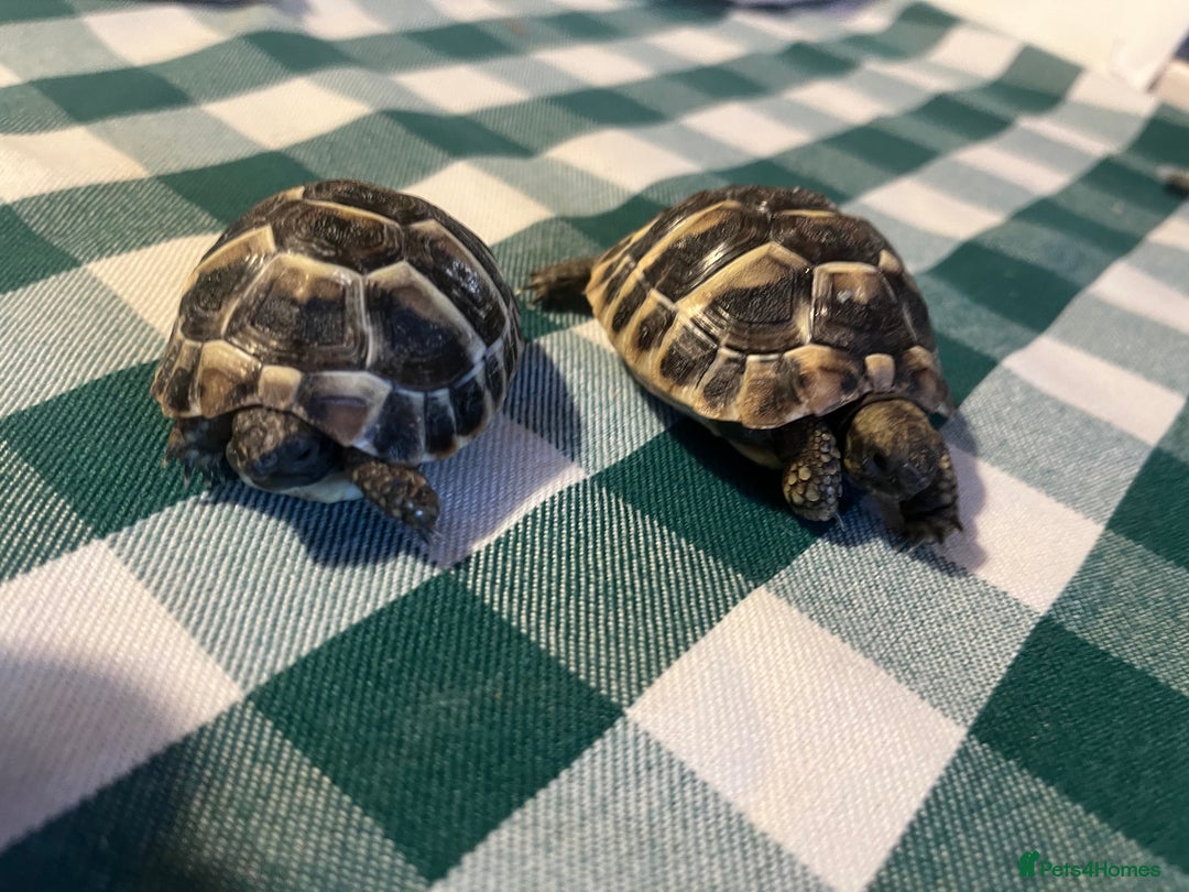 Tortoise reptiles for sale: Baby Tortoises Herman & Marginates - Image 15