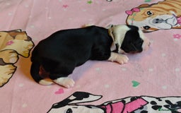 Tibetan Terrier dogs for sale: KC Tibetan Terrier Puppies For Sale😀 - Image 3