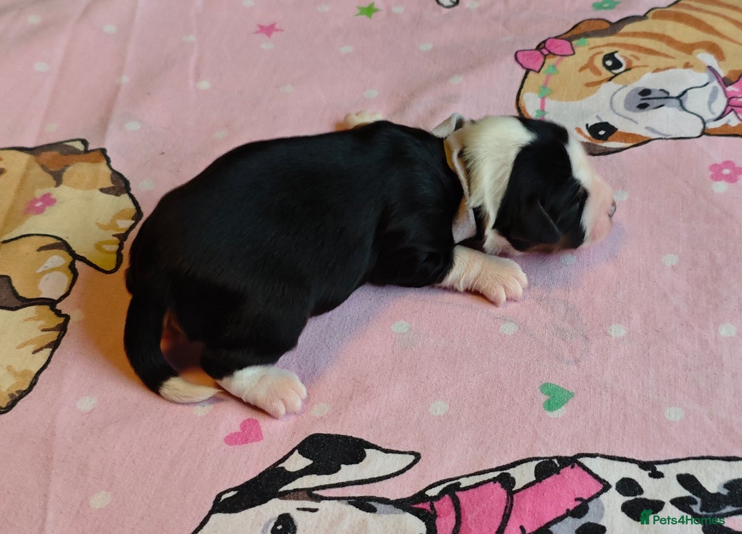 Tibetan Terrier dogs for sale: KC Tibetan Terrier Puppies For Sale😀 - Image 3