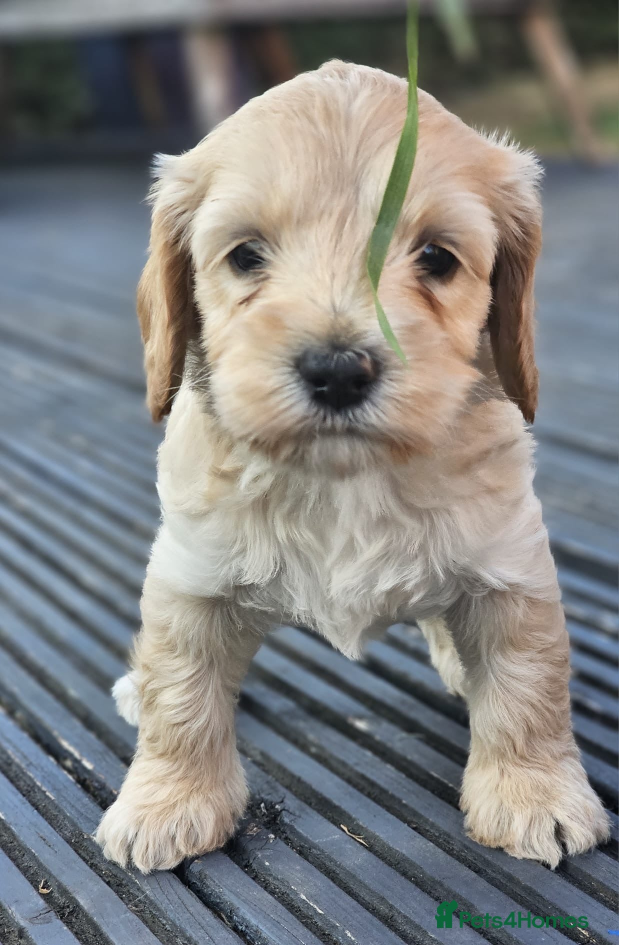 Cockapoo dogs Cockapoo puppies - Advert 2