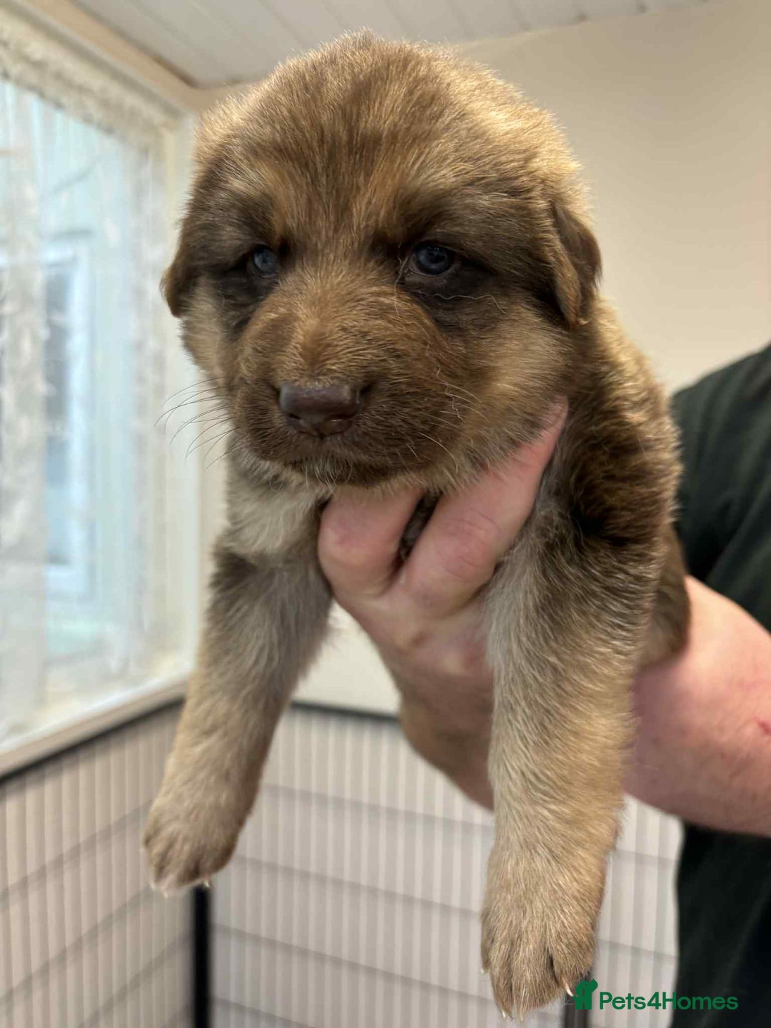 German Shepherd dogs for sale: 8 Beautiful German Shepherd kc reg pups - Image 2