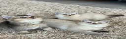 British Shorthair cats for sale: 🥇lilac colour point, GCCF BSH kittens ready now - Advert 4