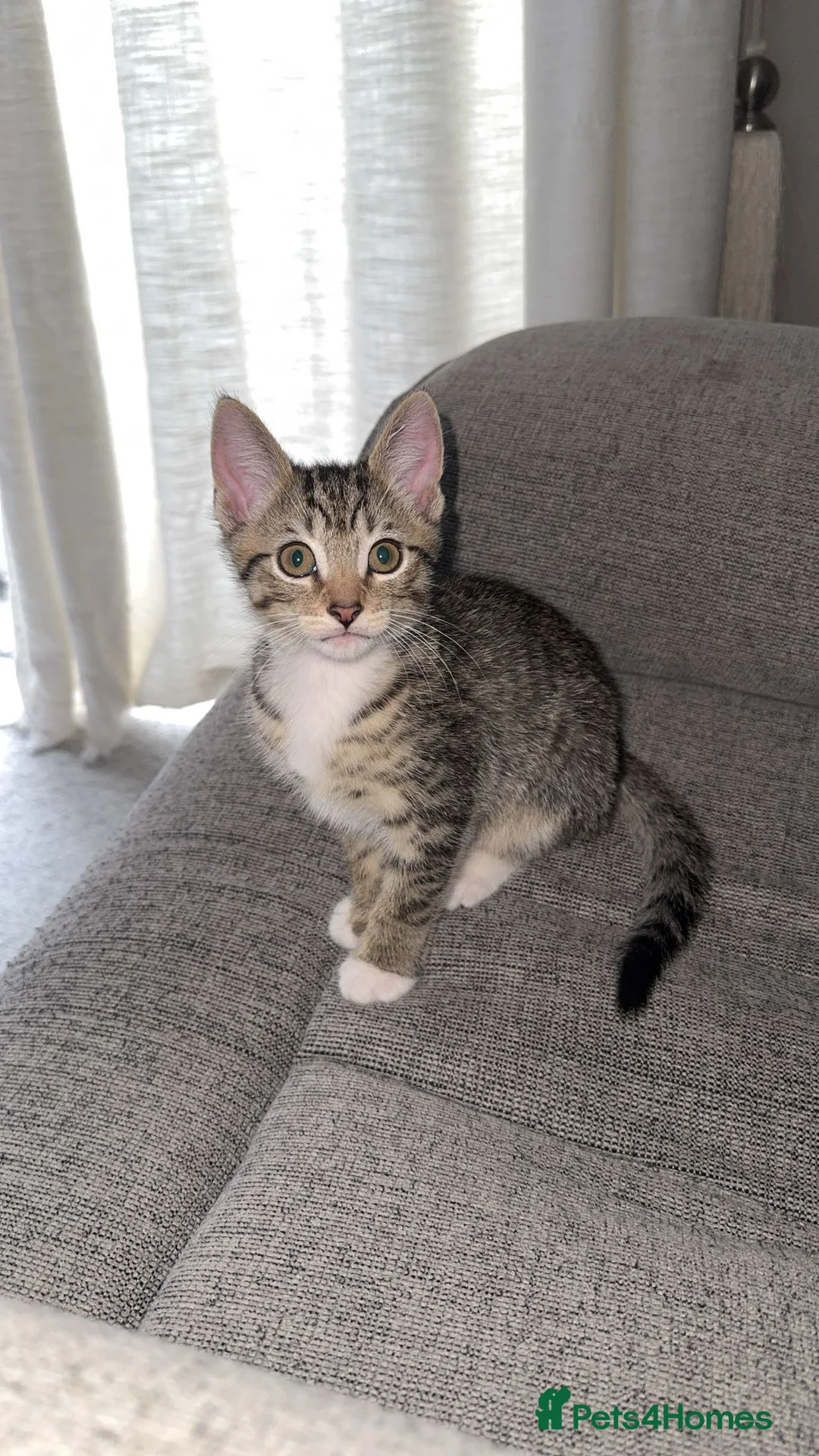 Mixed Breed cats for sale: Beautiful Kittens Ready for Their Forever Homes - Advert 14